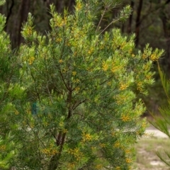 Persoonia linearis at Penrose - suppressed