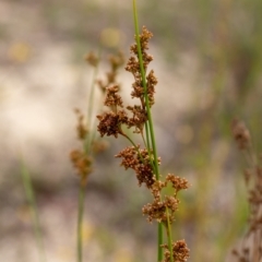 Juncus sp. (A Rush) at Penrose, NSW - 10 Dec 2023 by Aussiegall