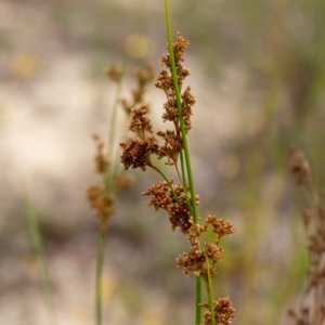 Juncus sp. at Penrose - 10 Dec 2023