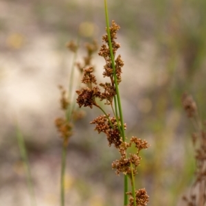 Juncus (genus) at Penrose - 10 Dec 2023 03:50 PM