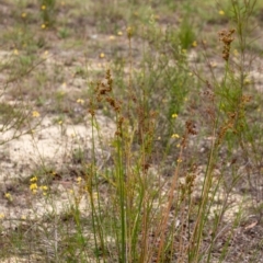 Juncus sp. at Penrose - 10 Dec 2023 03:50 PM