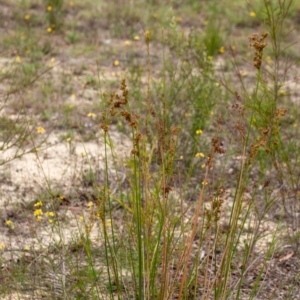 Juncus sp. at Penrose - 10 Dec 2023