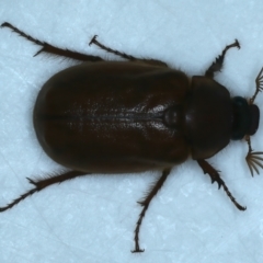 Antitrogus morbillosus (Tableland pasture scarab) at Ainslie, ACT - 4 Dec 2023 by jb2602