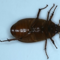 Antitrogus morbillosus at Ainslie, ACT - 4 Dec 2023