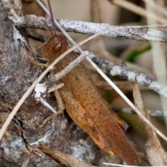 Goniaea opomaloides (Mimetic Gumleaf Grasshopper) at Mongarlowe, NSW - 11 Dec 2023 by LisaH