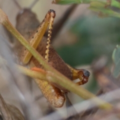 Goniaea opomaloides at QPRC LGA - suppressed