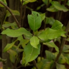 Notelaea venosa (Large Mock Olive) at Penrose - 10 Dec 2023 by Aussiegall