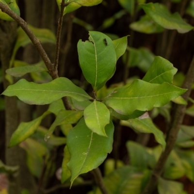 Notelaea venosa (Large Mock Olive) at Penrose, NSW - 10 Dec 2023 by Aussiegall