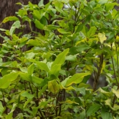 Notelaea venosa at Wingecarribee Local Government Area - 10 Dec 2023