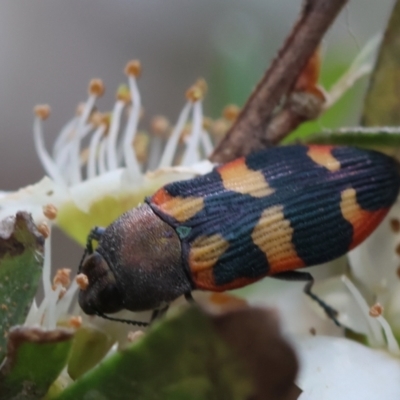 Castiarina sexplagiata (Jewel beetle) at QPRC LGA - 11 Dec 2023 by LisaH