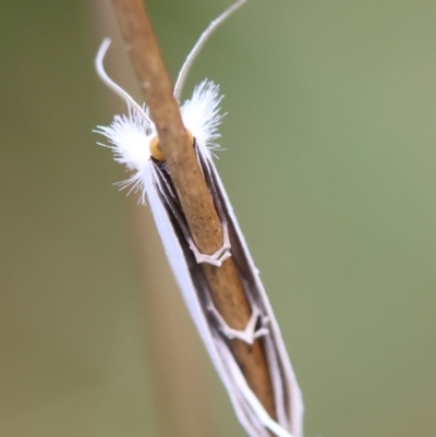 Tipanaea patulella (The White Crambid moth) at QPRC LGA - 11 Dec 2023 by LisaH