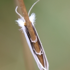 Tipanaea patulella (A Crambid moth) at QPRC LGA - 11 Dec 2023 by LisaH