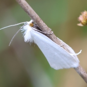 Tipanaea patulella at QPRC LGA - 11 Dec 2023