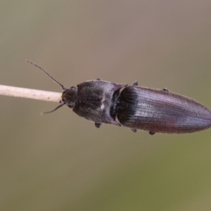 Monocrepidus sp. (genus) at QPRC LGA - 11 Dec 2023