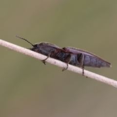 Monocrepidus sp. (genus) at QPRC LGA - 11 Dec 2023