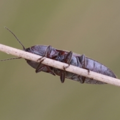 Monocrepidus sp. (genus) at QPRC LGA - 11 Dec 2023