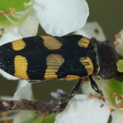 Castiarina inconspicua (A jewel beetle) at QPRC LGA - 11 Dec 2023 by LisaH