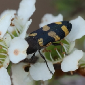 Castiarina inconspicua at QPRC LGA - 11 Dec 2023