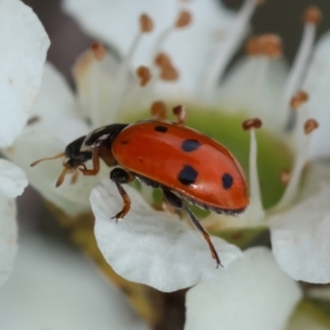 Hippodamia variegata at QPRC LGA - suppressed