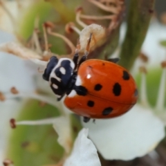 Hippodamia variegata at QPRC LGA - suppressed