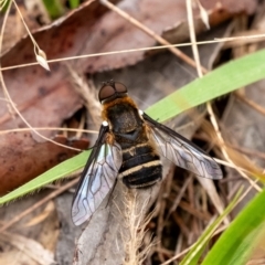 Villa sp. (genus) (Unidentified Villa bee fly) at Penrose - 10 Dec 2023 by Aussiegall