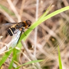 Villa sp. (genus) at Penrose - suppressed