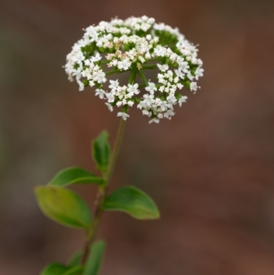 Platysace ericoides at Wingecarribee Local Government Area - 10 Dec 2023 by Aussiegall
