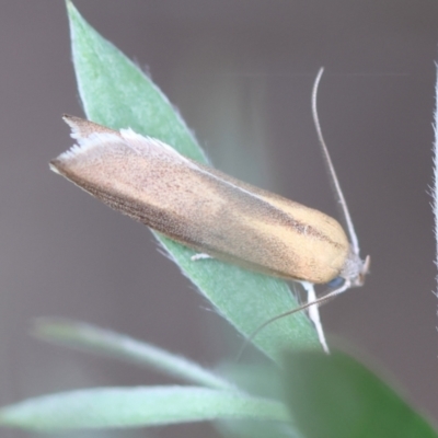 Unidentified Concealer moth (Oecophoridae) at QPRC LGA - 11 Dec 2023 by LisaH