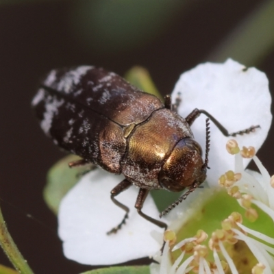 Diphucrania acuducta (Acuducta jewel beetle) at QPRC LGA - 11 Dec 2023 by LisaH