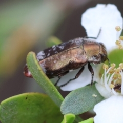 Diphucrania acuducta at QPRC LGA - 11 Dec 2023