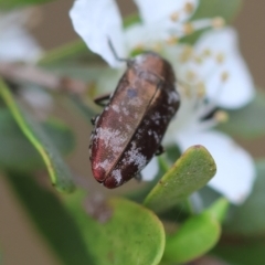 Diphucrania acuducta at QPRC LGA - suppressed