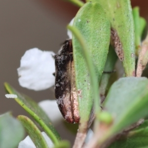 Diphucrania acuducta at QPRC LGA - suppressed