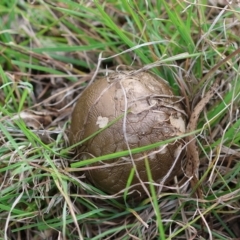 Amanita sp. (Amanita sp.) at QPRC LGA - 11 Dec 2023 by LisaH