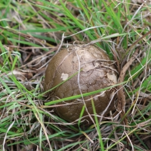 Amanita sp. at QPRC LGA - suppressed