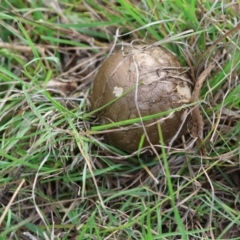 Amanita sp. at QPRC LGA - suppressed