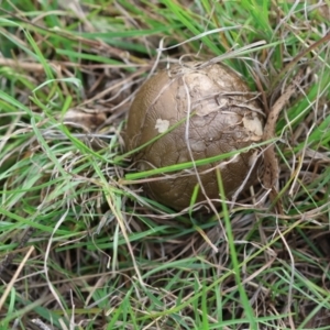 Amanita sp. at QPRC LGA - 11 Dec 2023