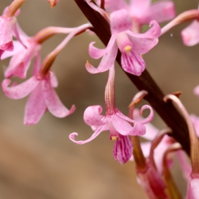 Dipodium roseum (Rosy Hyacinth Orchid) at Mongarlowe River - 11 Dec 2023 by LisaH