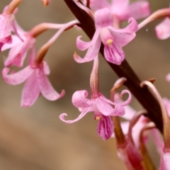 Dipodium roseum (Rosy Hyacinth Orchid) at Mongarlowe, NSW - 11 Dec 2023 by LisaH
