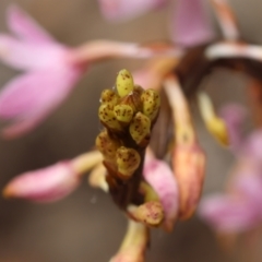 Dipodium roseum at QPRC LGA - 11 Dec 2023