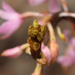 Dipodium roseum at QPRC LGA - suppressed