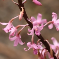 Dipodium roseum at QPRC LGA - 11 Dec 2023