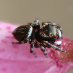 Maratus scutulatus (A jumping spider) at Mongarlowe River - 11 Dec 2023 by LisaH