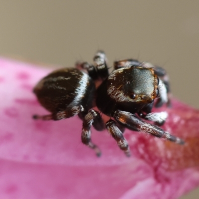 Maratus scutulatus (A jumping spider) at Mongarlowe, NSW - 11 Dec 2023 by LisaH