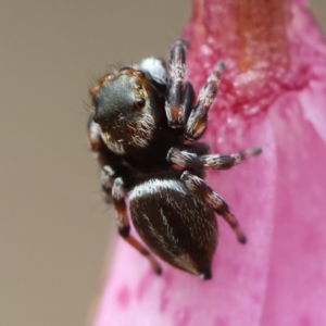 Maratus scutulatus at QPRC LGA - 11 Dec 2023