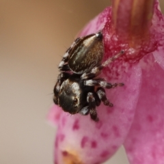 Maratus scutulatus at QPRC LGA - 11 Dec 2023