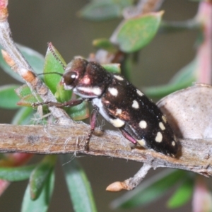 Diphucrania duodecimmaculata at Black Mountain - 8 Dec 2023