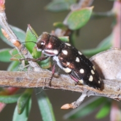 Diphucrania duodecimmaculata (12-spot jewel beetle) at Black Mountain - 8 Dec 2023 by Harrisi