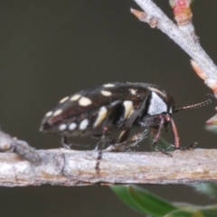 Diphucrania duodecimmaculata at Black Mountain - 8 Dec 2023