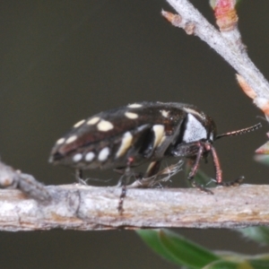 Diphucrania duodecimmaculata at Black Mountain - 8 Dec 2023