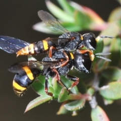 Williamsita sp. (genus) at Yarralumla, ACT - 8 Dec 2023 by Harrisi